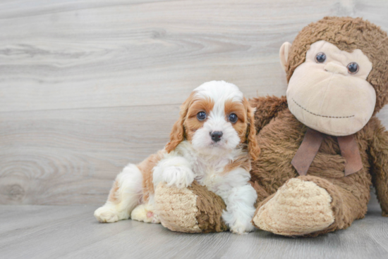 Cute Cavapoo Baby