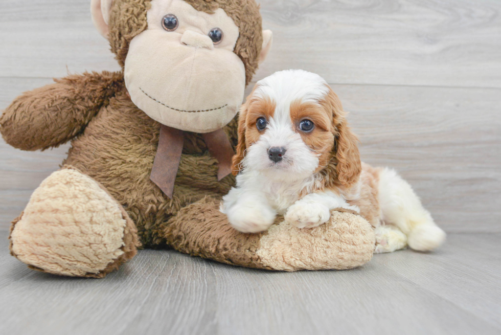 Cavapoo Puppy for Adoption