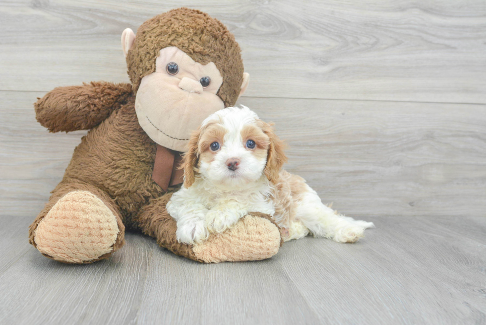 Happy Cavapoo Baby