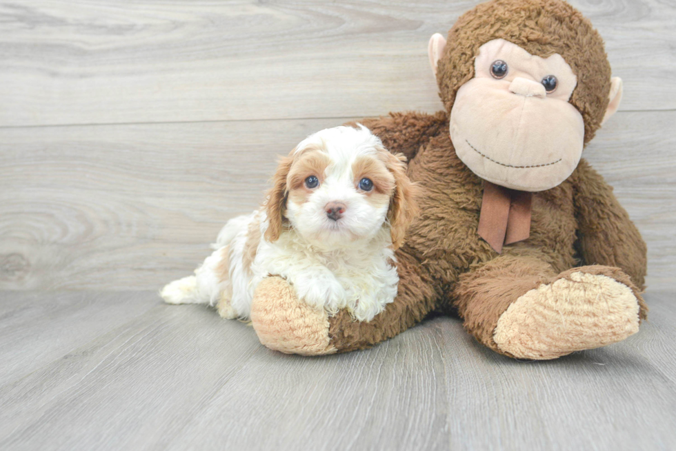 Best Cavapoo Baby