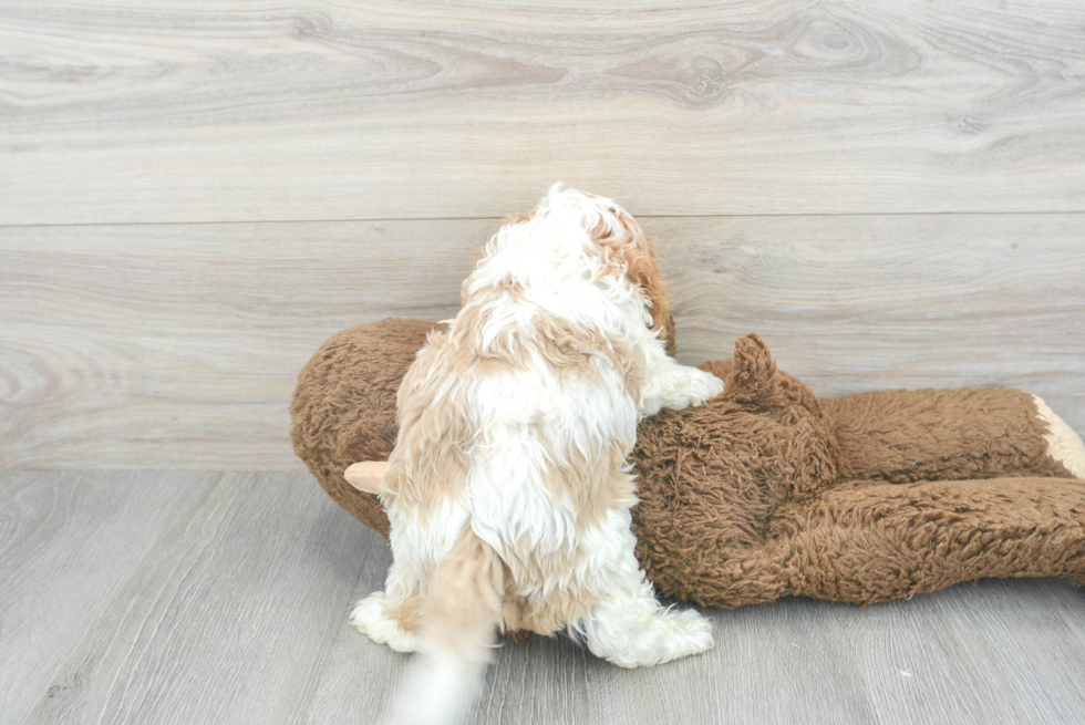 Cavapoo Pup Being Cute