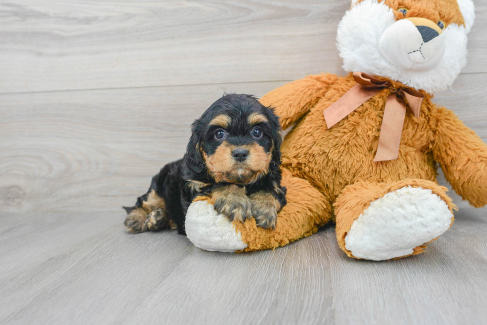 Smart Cavapoo Poodle Mix Pup