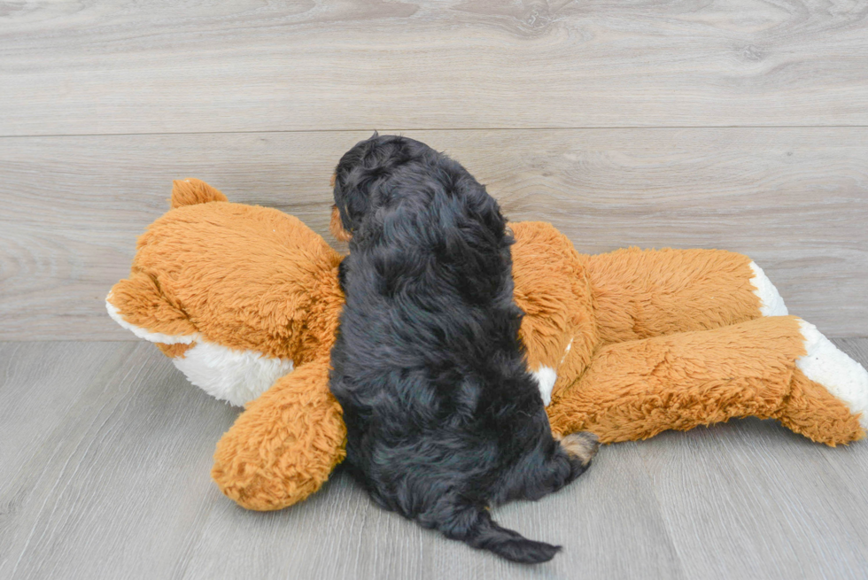 Energetic Cavoodle Poodle Mix Puppy