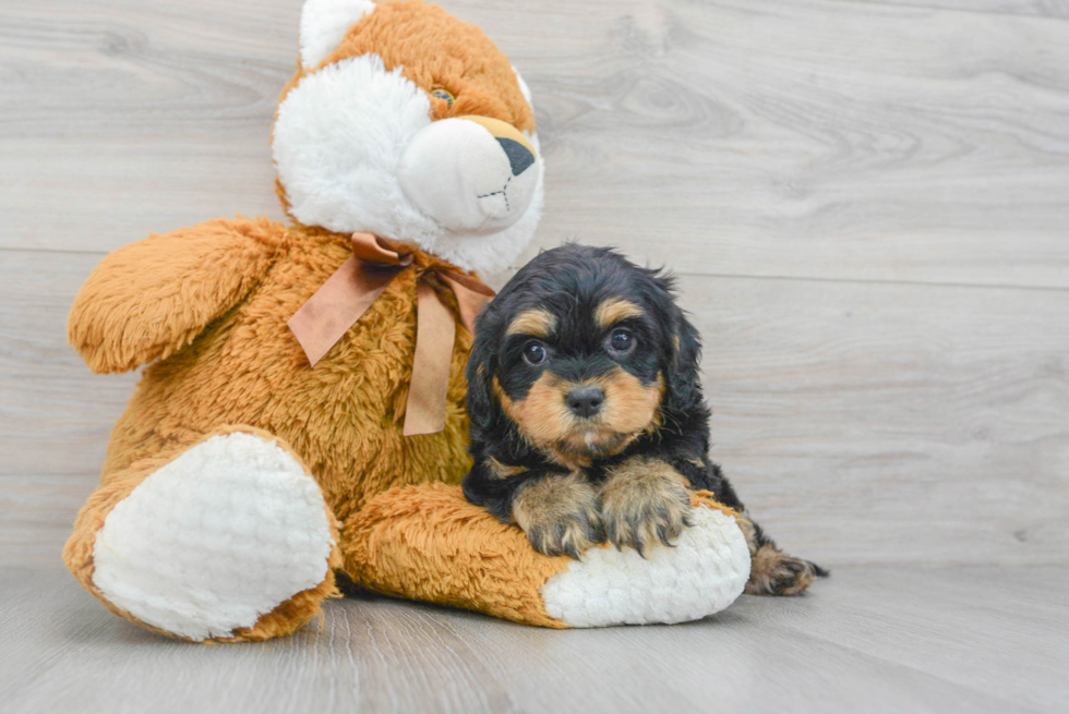 Cavapoo Pup Being Cute