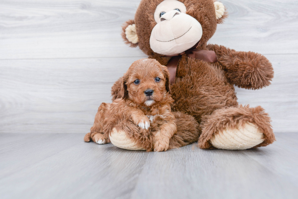 Little Cavoodle Poodle Mix Puppy