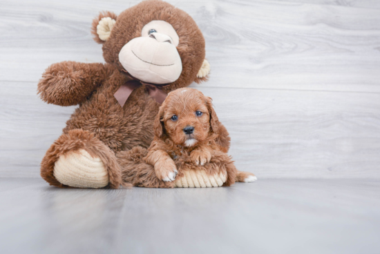 Best Cavapoo Baby