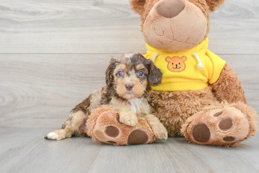 Best Cavapoo Baby