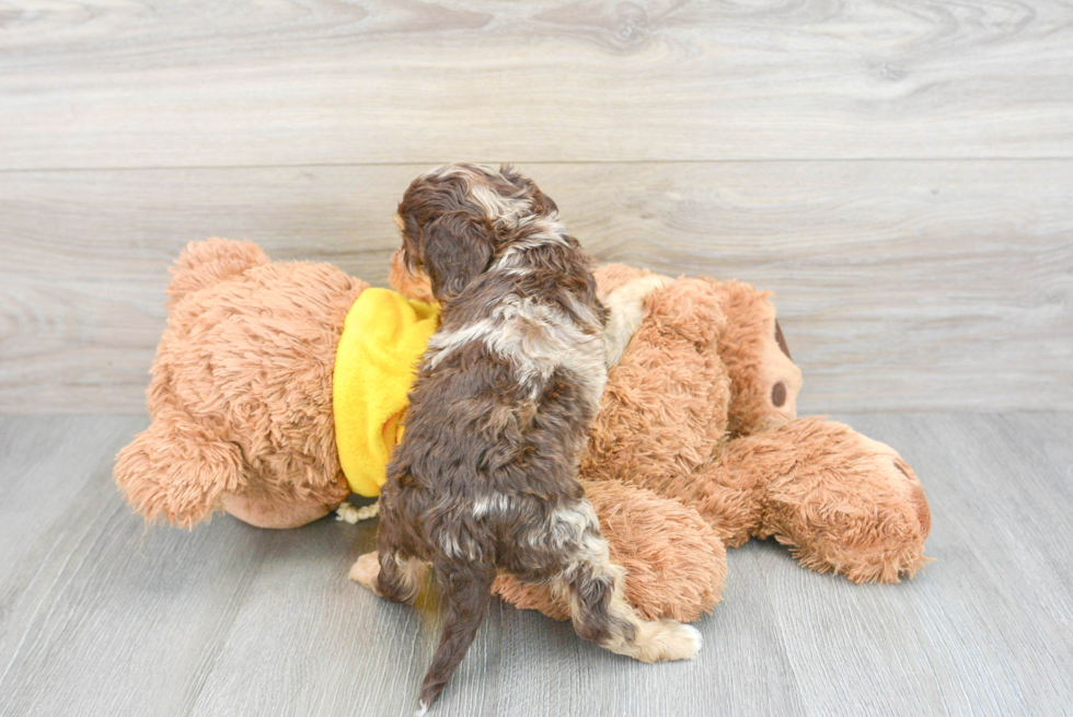 Cavapoo Puppy for Adoption