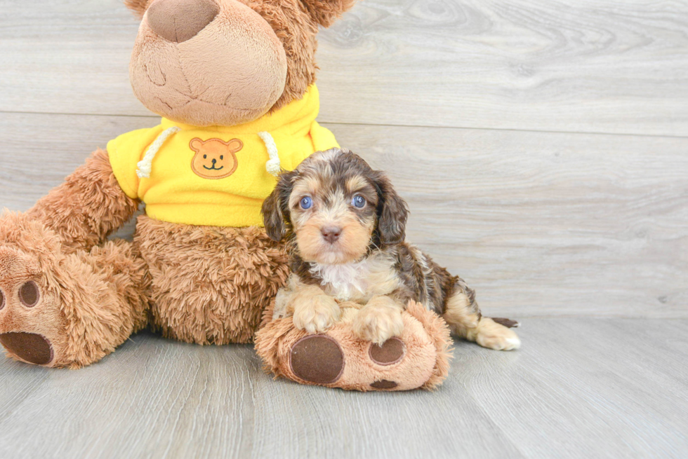 Fluffy Cavapoo Poodle Mix Pup