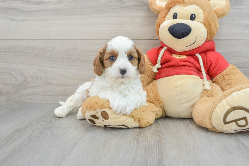 Best Cavapoo Baby