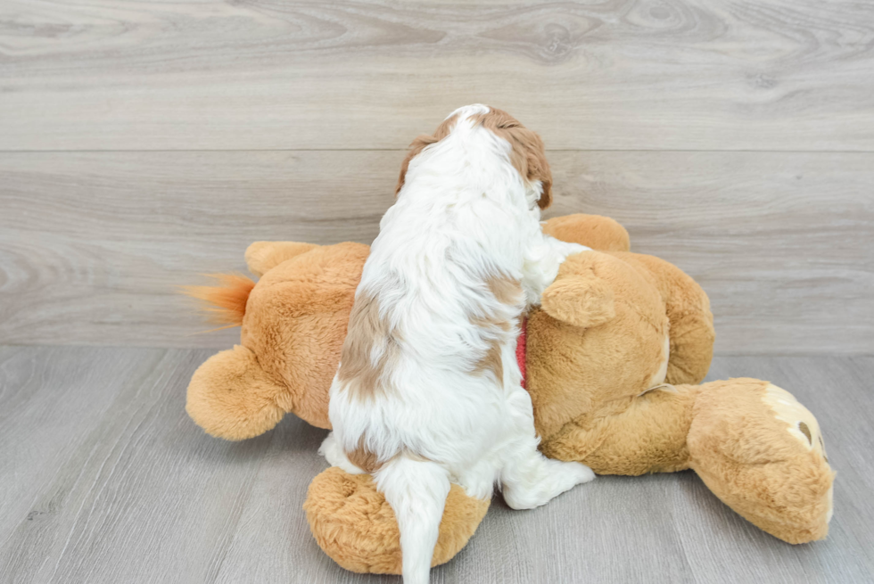 Funny Cavapoo Poodle Mix Pup