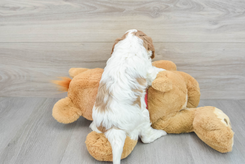 Meet Leslie - our Cavapoo Puppy Photo 2/3 - Premier Pups