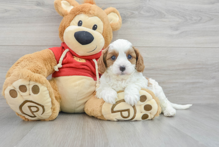 Cavapoo Puppy for Adoption