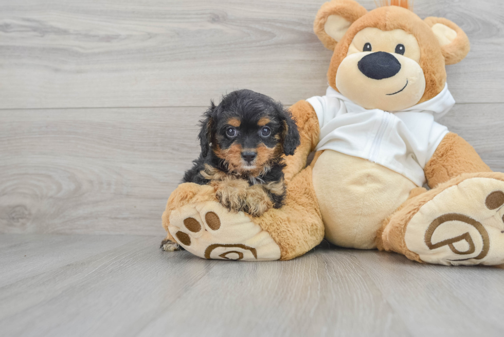 Cavapoo Pup Being Cute