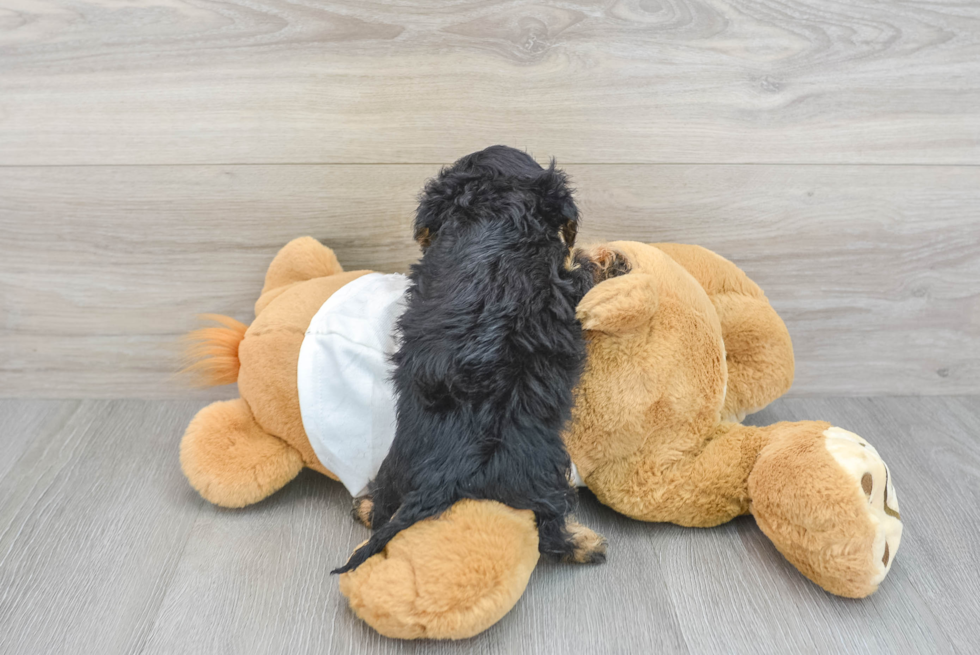 Adorable Cavoodle Poodle Mix Puppy