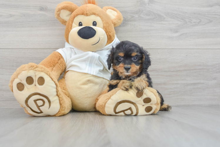 Small Cavapoo Baby