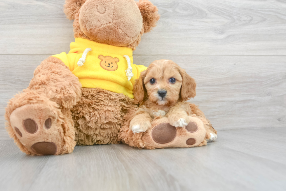 Best Cavapoo Baby