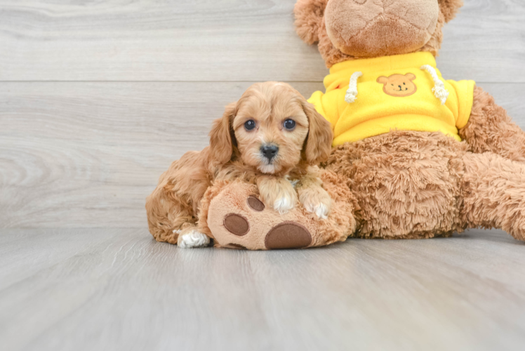 Cavapoo Puppy for Adoption