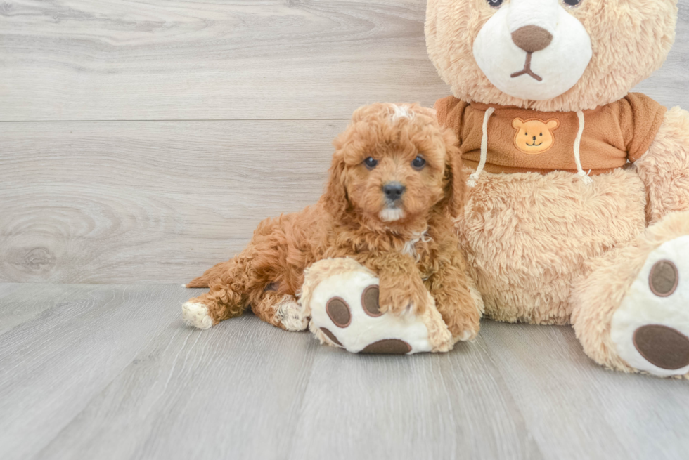 Popular Cavapoo Poodle Mix Pup