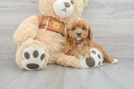 Best Cavapoo Baby