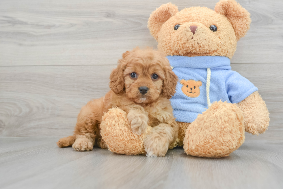 Cavapoo Puppy for Adoption