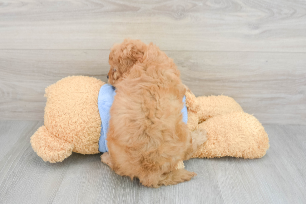 Best Cavapoo Baby