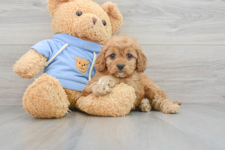 Fluffy Cavapoo Poodle Mix Pup