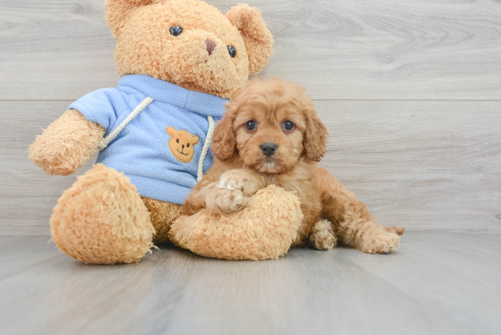 Fluffy Cavapoo Poodle Mix Pup