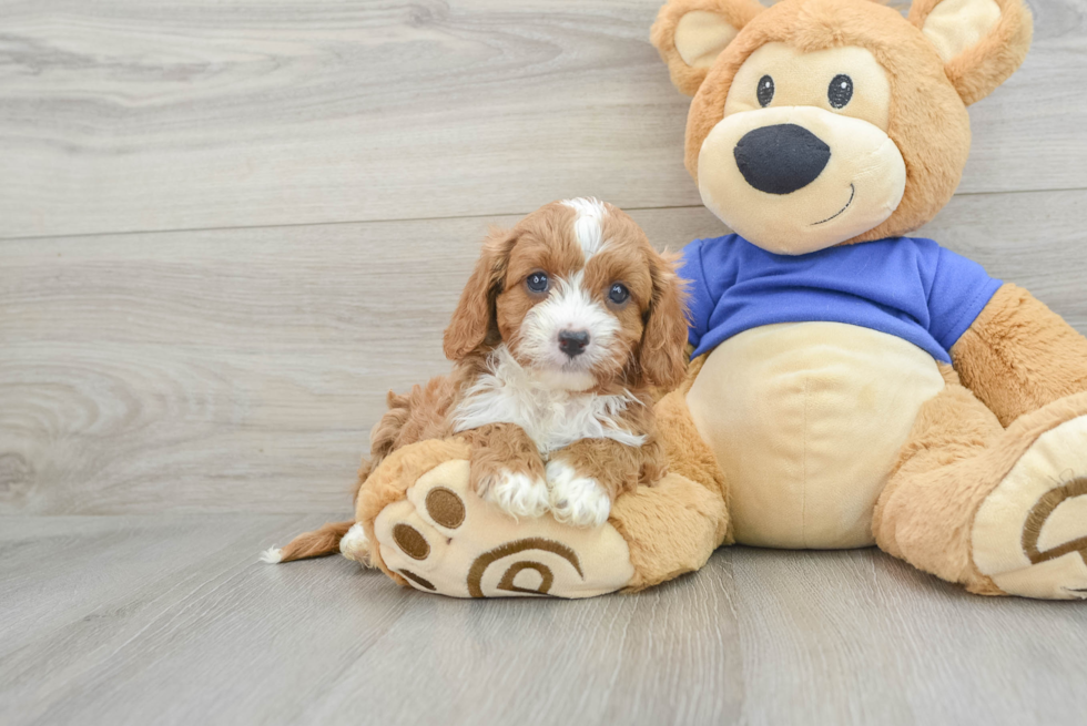 Energetic Cavapoo Leslie: 4lb 7oz Doodle Puppy
