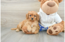 Best Cavapoo Baby