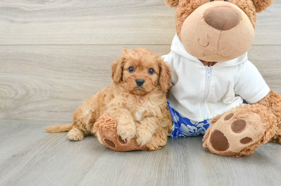 6 week old Cavapoo Puppy For Sale - Premier Pups