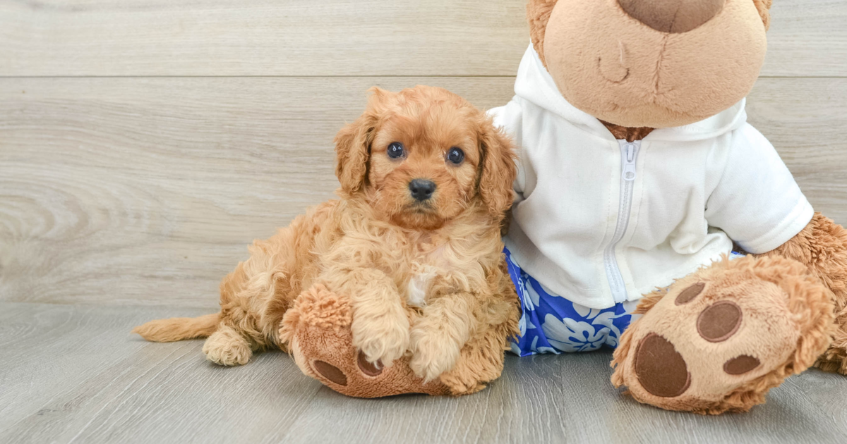 Smart Cavapoo Leslie: 3lb 14oz Doodle Puppy