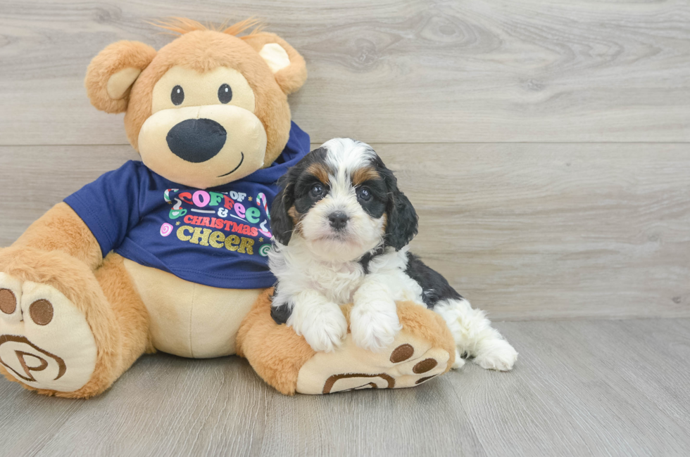 5 week old Cavapoo Puppy For Sale - Premier Pups