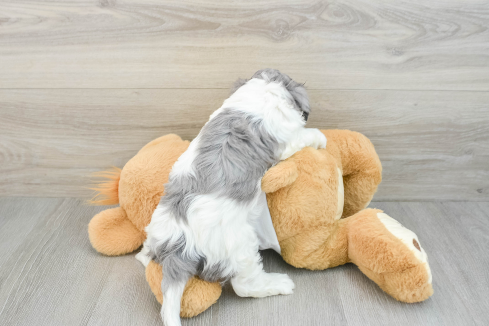 Smart Cavapoo Poodle Mix Pup