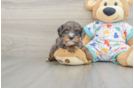 Best Cavapoo Baby
