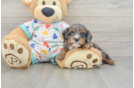Playful Cavapoodle Poodle Mix Puppy