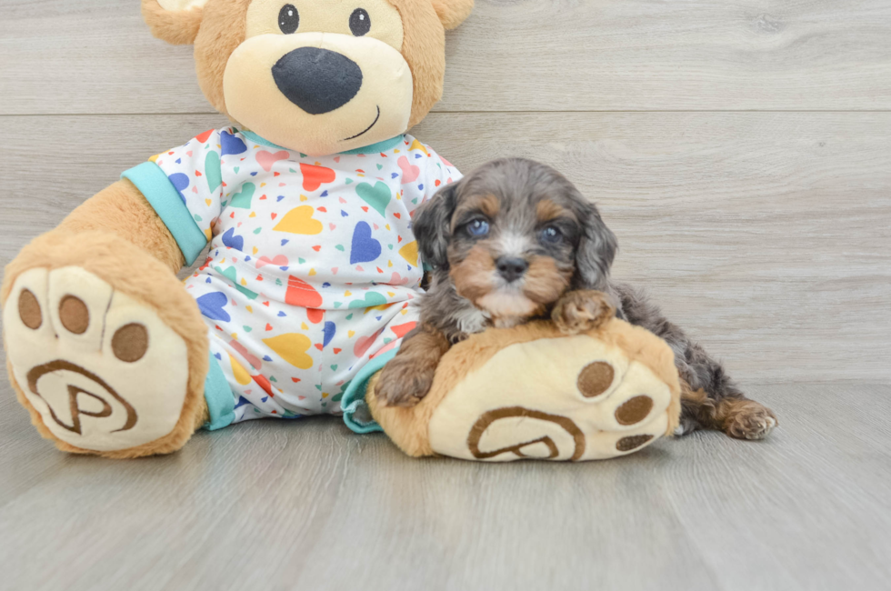 6 week old Cavapoo Puppy For Sale - Premier Pups