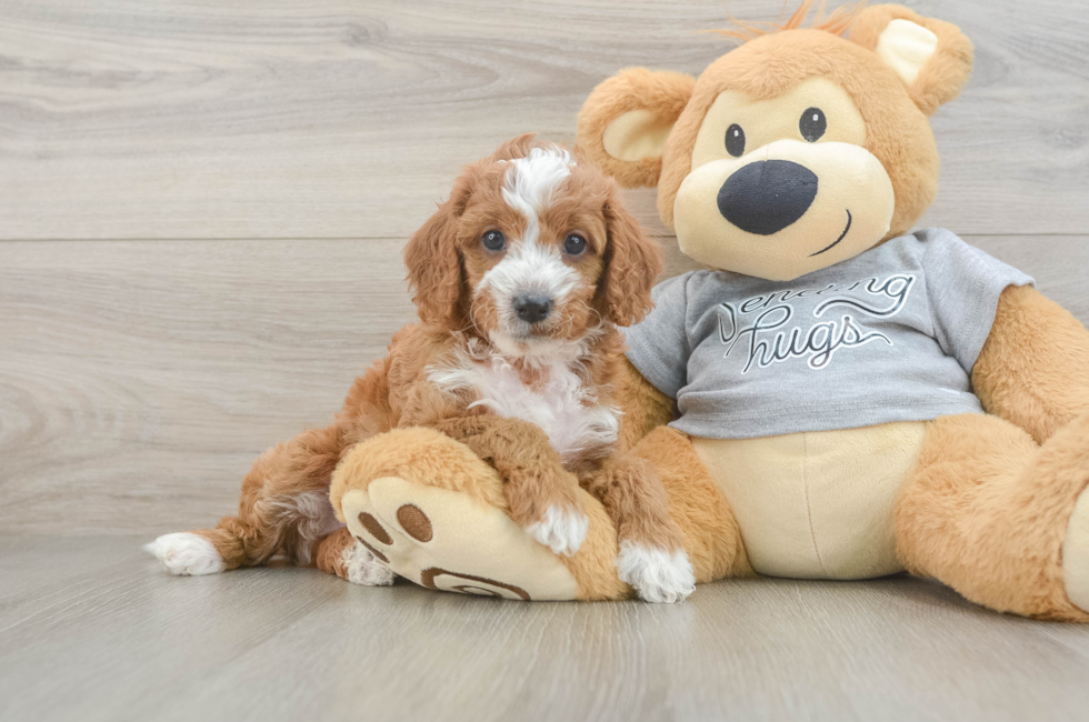 5 week old Cavapoo Puppy For Sale - Premier Pups
