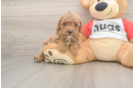 Cavapoo Pup Being Cute
