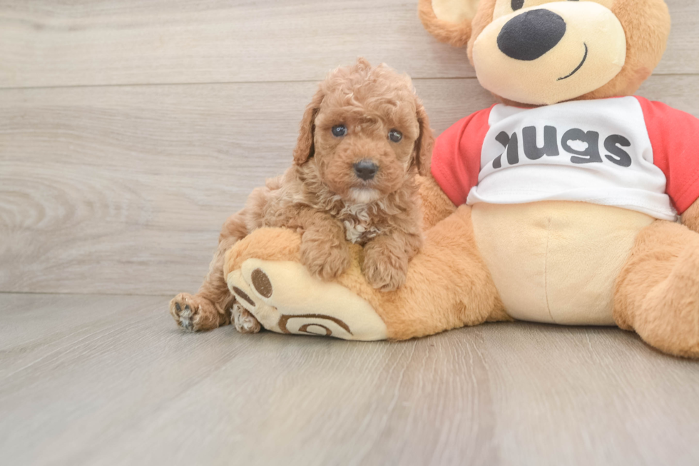 Cavapoo Pup Being Cute
