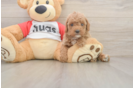 Little Cavipoo Poodle Mix Puppy