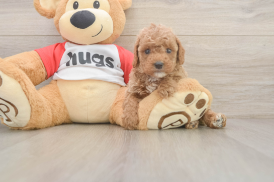 Little Cavipoo Poodle Mix Puppy