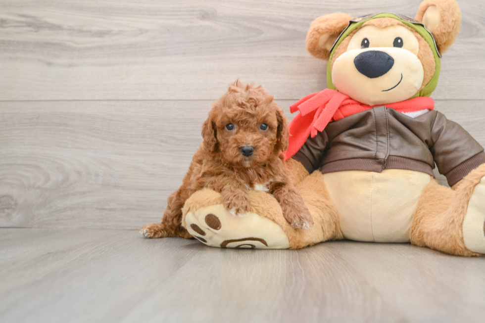 Cavapoo Pup Being Cute