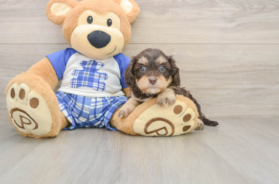 Smart Cavapoo Poodle Mix Pup