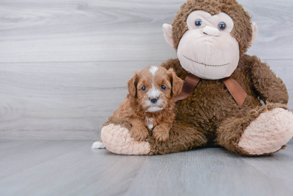 Hypoallergenic Cavoodle Poodle Mix Puppy