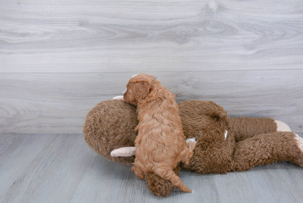 Playful Cavoodle Poodle Mix Puppy