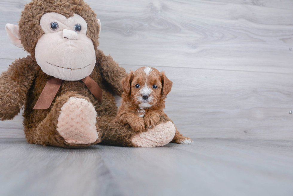 Funny Cavapoo Poodle Mix Pup