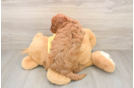 Best Cavapoo Baby