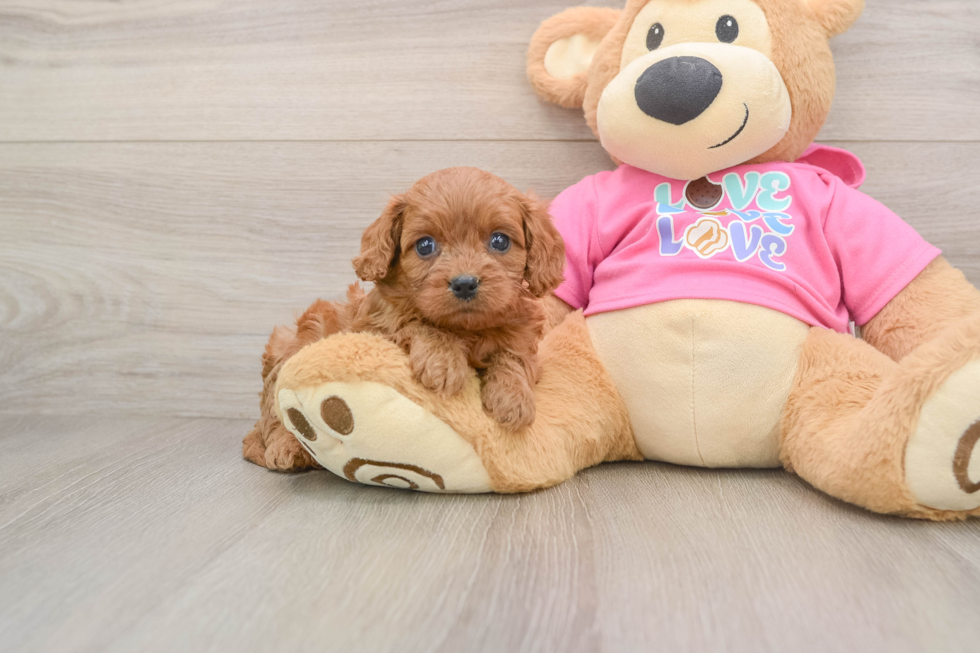 Energetic Cavoodle Poodle Mix Puppy