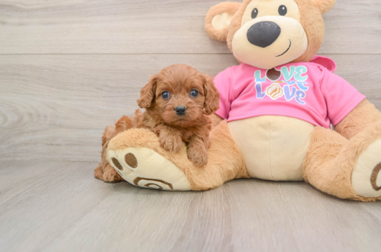 Energetic Cavoodle Poodle Mix Puppy